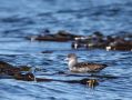 Pink-footed Shearwater